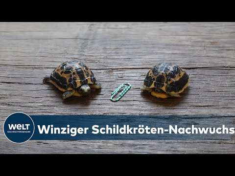 VOM AUSSTERBEN BEDROHT: Mini-Schildkröten im Zoo Hannover zur Welt gekommen | WELT Good News