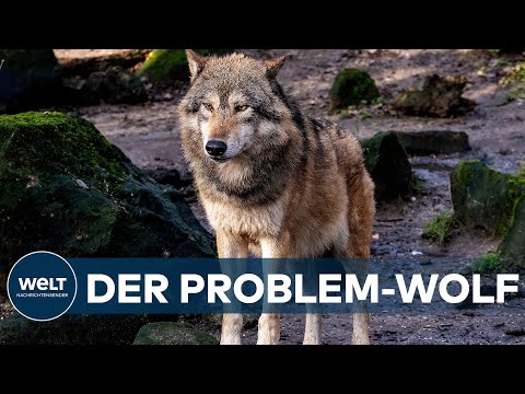TAG DES WOLFES: Schafhalter fordern Hilfe und einfachere Regeln gegen Wolfsausbreitung I WELT News