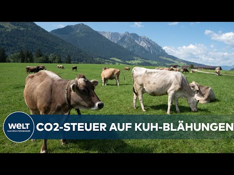 KUHPUPS-STEUER: Wegen ihrer Rinder! Chef des Umweltbundesamtes will Landwirte zur Kasse zu bitten